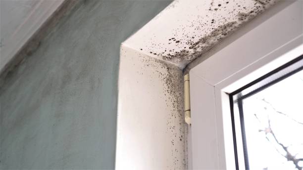 Best Mold Damage Repair  in Taylorsville, UT