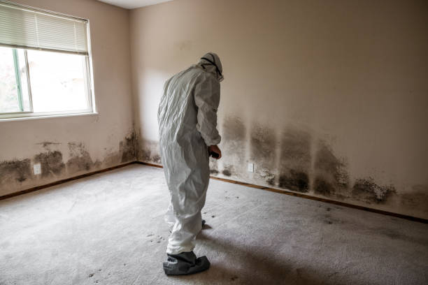 Best Attic Mold Removal  in Taylorsville, UT
