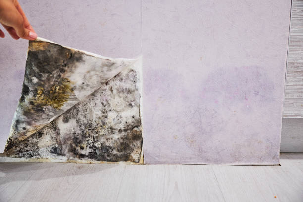Best Mold Testing  in Taylorsville, UT
